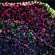 Illustration for article titled Scientists are Growing Tiny Cerebral Cortexes in Petri Dishes
